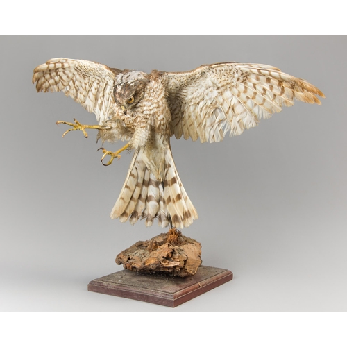 371 - AN EARLY 20TH CENTURY TAXIDERMY EURASIAN SPARROWHAWK UPON A LATER NATURALISTIC BASE (ACCIPITER NISUS... 