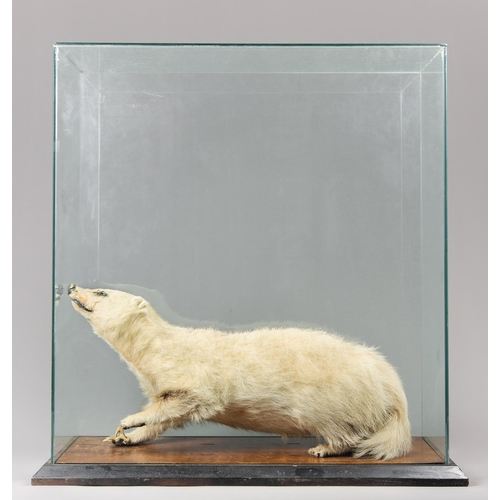 372 - A LATE 19TH/EARLY 20TH CENTURY TAXIDERMY LEUCISTIC EUROPEAN BADGER UNDER A GLAZED CASE (MELES MELES)... 