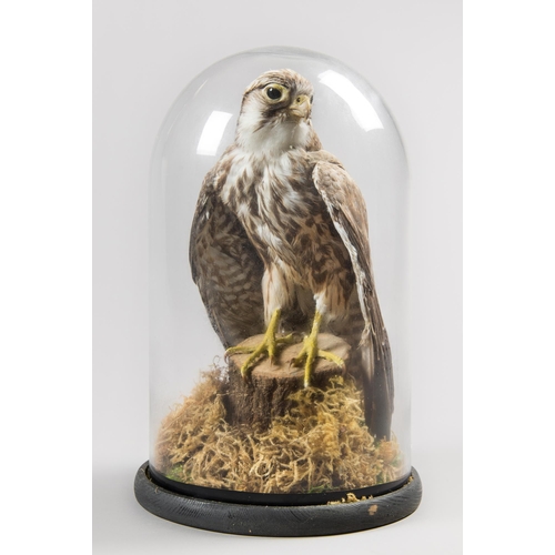 373 - AN EARLY 20TH CENTURY TAXIDERMY PEREGRINE FALCON UNDER A LATER GLASS DOME WITH A NATURALISTIC SETTIN... 