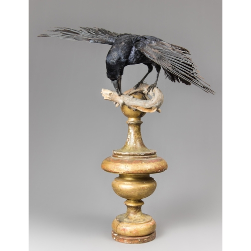 374 - A LATE 20TH CENTURY TAXIDERMY STUDY OF A ROOK UPON AN ANTIQUE GILT FINIAL (CORVUS FRUGILEGUS).
(h 68... 