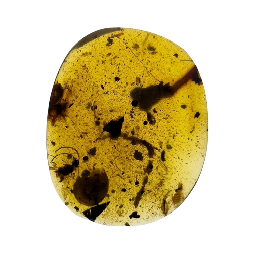 386 - A DINOSAUR AGE SNAIL AND WASP IN CRETACEOUS BURMESE AMBER MYANMAR FOSSIL. 
(0.45g, 1.9cm). 90-105 Mi... 