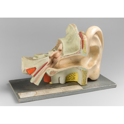 42 - A MID-20TH CENTURY EAR ANATOMY MODEL.
(h 20cm x w 32cm)