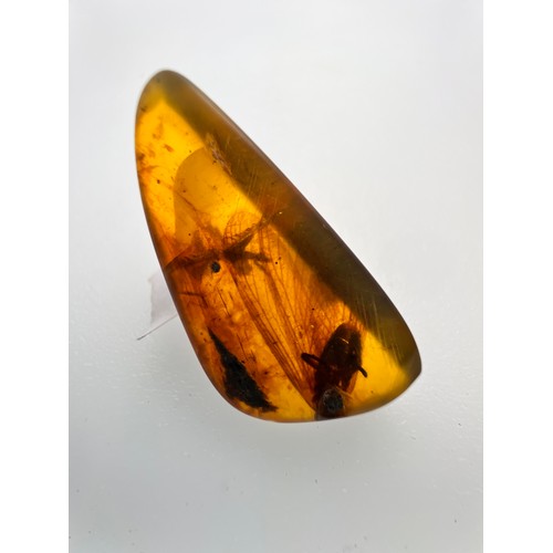 380 - A LARGE DINOSAUR AGE TERMITE IN CRETACEOUS BURMESE AMBER MYANMAR FOSSIL. 
(1.63g, 3cm). 90-105 Milli... 