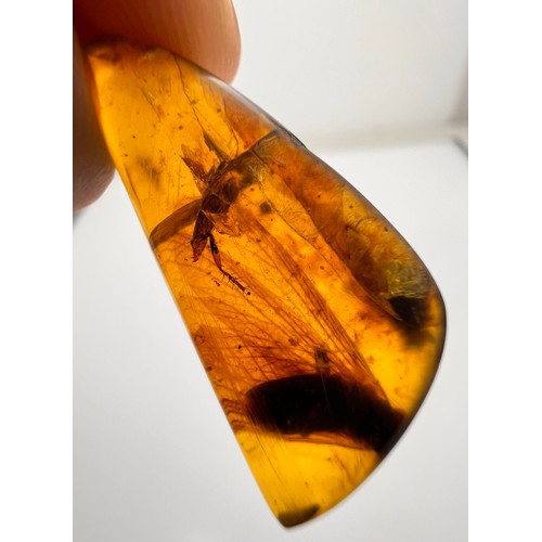 380 - A LARGE DINOSAUR AGE TERMITE IN CRETACEOUS BURMESE AMBER MYANMAR FOSSIL. 
(1.63g, 3cm). 90-105 Milli... 