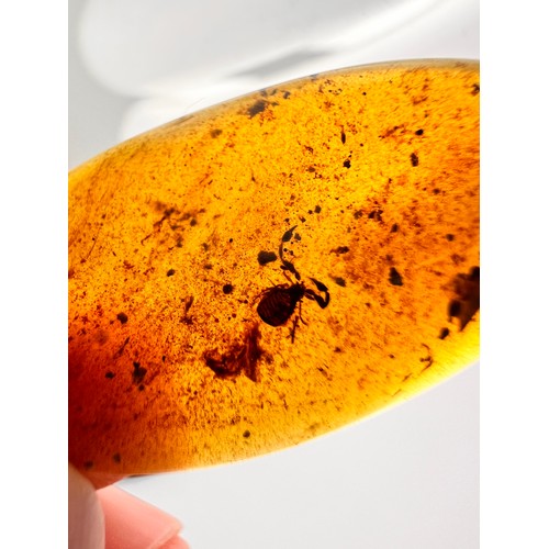 381 - A DINOSAUR AGE PSEUDO SCORPION IN CRETACEOUS BURMESE AMBER MYANMAR FOSSIL. 
(1.16g g, 3.7cm). 90-105... 