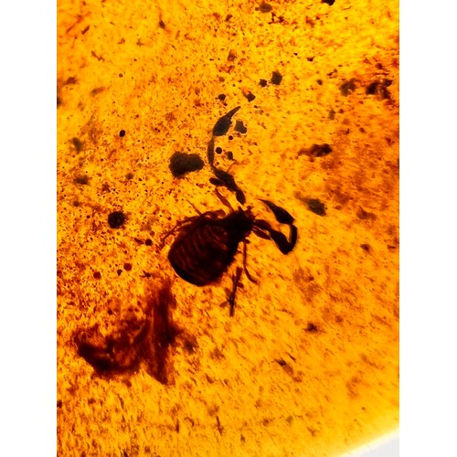 381 - A DINOSAUR AGE PSEUDO SCORPION IN CRETACEOUS BURMESE AMBER MYANMAR FOSSIL. 
(1.16g g, 3.7cm). 90-105... 