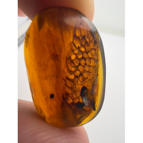 382 - DINOSAUR SKIN IN CRETACEOUS BURMESE AMBER MYANMAR FOSSIL. 
(1.37g, 2.4cm). 90-105 Million years old ... 