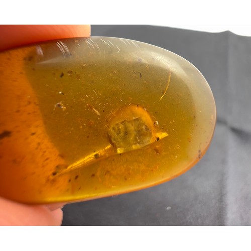 383 - A DINOSAUR AGE SNAIL IN CRETACEOUS BURMESE AMBER MYANMAR FOSSIL. 
(2.73g, 3.4cm). 90-105 Million yea... 