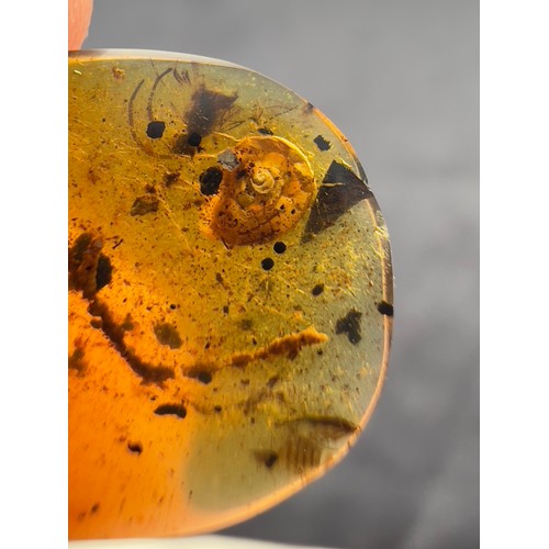 386 - A DINOSAUR AGE SNAIL AND WASP IN CRETACEOUS BURMESE AMBER MYANMAR FOSSIL. 
(0.45g, 1.9cm). 90-105 Mi... 