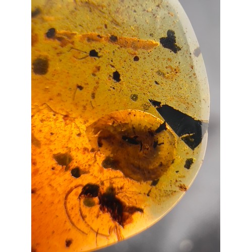 386 - A DINOSAUR AGE SNAIL AND WASP IN CRETACEOUS BURMESE AMBER MYANMAR FOSSIL. 
(0.45g, 1.9cm). 90-105 Mi... 