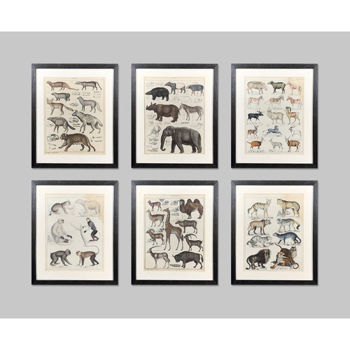 218 - A COLLECTION OF SIX 19TH CENTURY NATURAL HISTORY ANIMAL COLOUR LITHOGRAPHS.
Later mounted and glazed... 