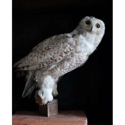 232 - A LATE 19TH CENTURY TAXIDERMY SNOWY OWL UPON A NATURALISTIC BASE (BUBO SCANDIACUS). (h 57cm)
AF. One... 