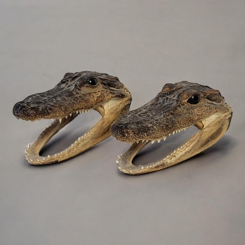 426 - A PAIR OF TAXIDERMY CAIMAN ALLIGATOR HEADS.
(approx 12cm)

Condition: good