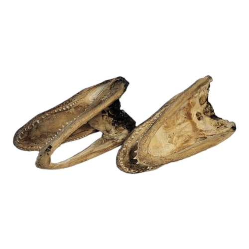 426 - A PAIR OF TAXIDERMY CAIMAN ALLIGATOR HEADS.
(approx 12cm)

Condition: good