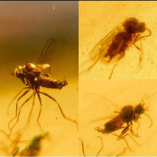 376A - THREE DINOSAUR AGE DIPTERA FLYS IN CRETACEOUS BURMESE AMBER MYANMAR FOSSIL. 
(0.75g). 90-105 Million... 