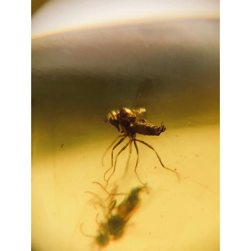 376A - THREE DINOSAUR AGE DIPTERA FLYS IN CRETACEOUS BURMESE AMBER MYANMAR FOSSIL. 
(0.75g). 90-105 Million... 