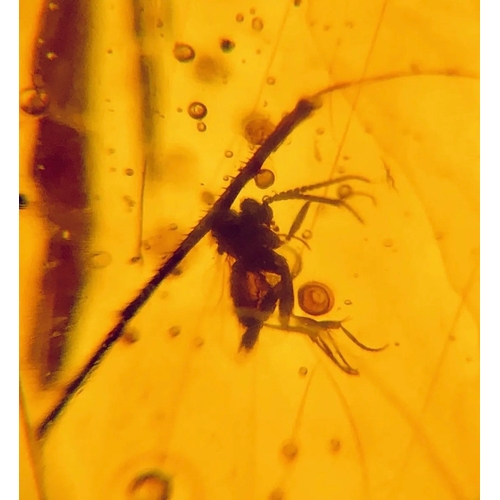 378A - A DINOSAUR AGE MOSQUITO IN CRETACEOUS BURMESE AMBER MYANMAR FOSSIL. 
(0.48g). 90-105 Million years o... 