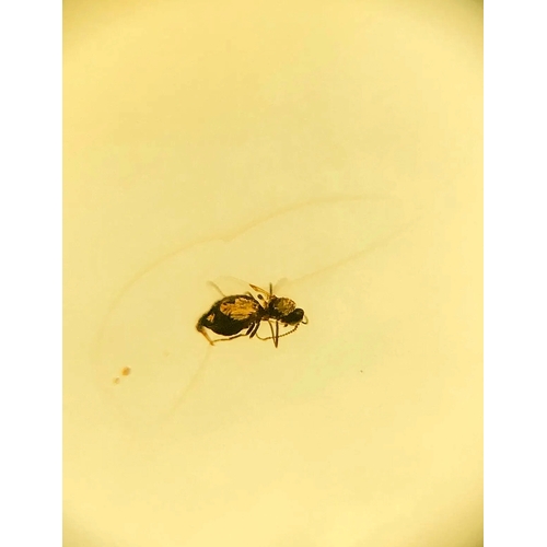 380A - A DINOSAUR AGE DIPTERA FLY IN CRETACEOUS BURMESE AMBER MYANMAR FOSSIL.
(0.47g). 90-105 Million years... 