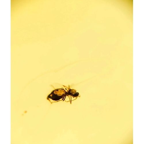 380A - A DINOSAUR AGE DIPTERA FLY IN CRETACEOUS BURMESE AMBER MYANMAR FOSSIL.
(0.47g). 90-105 Million years... 