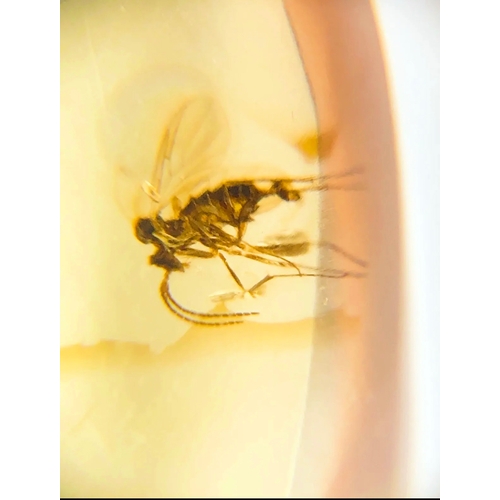 381A - A DINOSAUR AGE MOSQUITO IN CRETACEOUS BURMESE AMBER MYANMAR FOSSIL. 
(0.51g). 90-105 Million years o... 