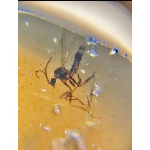 382A - THREE DINOSAUR AGE MOSQUITOS IN CRETACEOUS BURMESE AMBER MYANMAR FOSSIL.
(0.95g). 90-105 Million yea... 