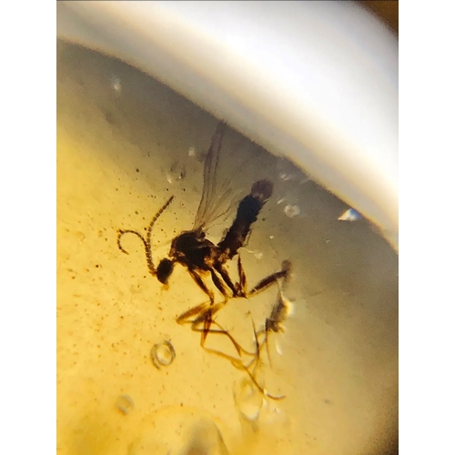 382A - THREE DINOSAUR AGE MOSQUITOS IN CRETACEOUS BURMESE AMBER MYANMAR FOSSIL.
(0.95g). 90-105 Million yea... 