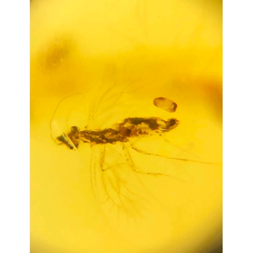 384A - A DINOSAUR AGE INSECT IN CRETACEOUS BURMESE AMBER MYANMAR FOSSIL.
(0.34g). 90-105 Million years old ... 