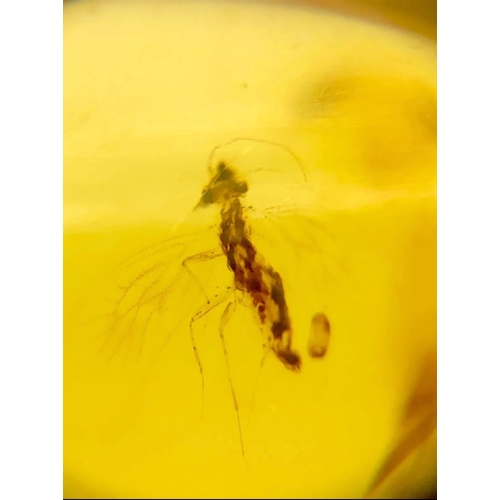 384A - A DINOSAUR AGE INSECT IN CRETACEOUS BURMESE AMBER MYANMAR FOSSIL.
(0.34g). 90-105 Million years old ... 