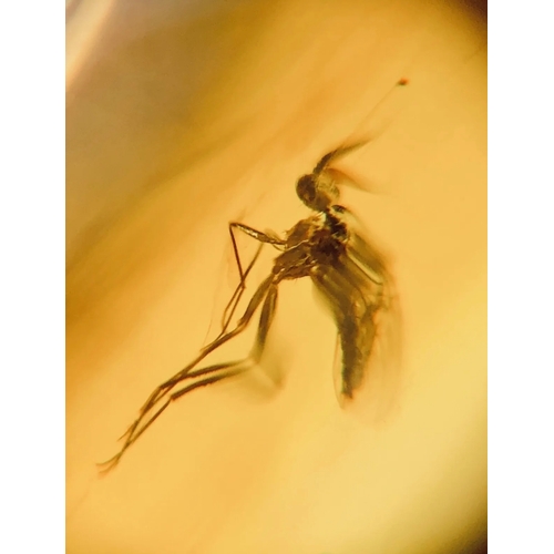 387A - A DINOSAUR AGE DIPTERA FLY IN CRETACEOUS BURMESE AMBER MYANMAR FOSSIL.
(0.64g). 90-105 Million years... 