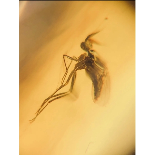 387A - A DINOSAUR AGE DIPTERA FLY IN CRETACEOUS BURMESE AMBER MYANMAR FOSSIL.
(0.64g). 90-105 Million years... 