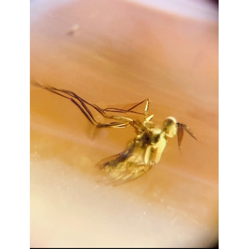 387A - A DINOSAUR AGE DIPTERA FLY IN CRETACEOUS BURMESE AMBER MYANMAR FOSSIL.
(0.64g). 90-105 Million years... 