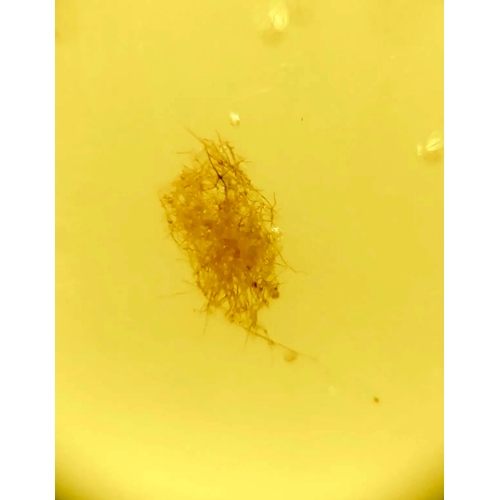 388A - A DINOSAUR AGE HAIR AND HAIR AND FLY IN CRETACEOUS BURMESE AMBER MYANMAR FOSSIL.
(0.51g). 90-105 Mil... 