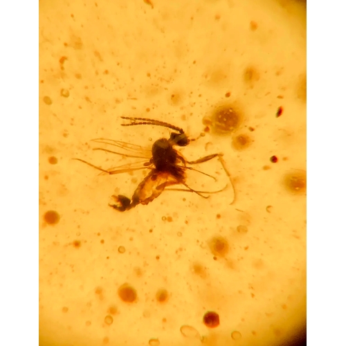 389A - A DINOSAUR AGE MOSQUITO IN CRETACEOUS BURMESE AMBER MYANMAR FOSSIL. 
(1.40g). 90-105 Million years o... 