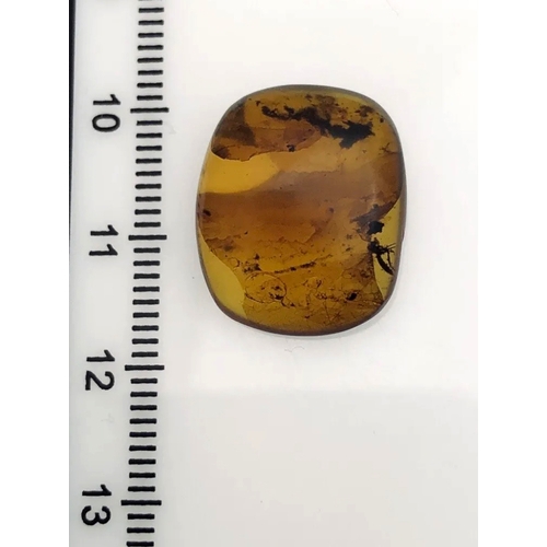 390A - A DINOSAUR AGE HAIR AND MOSQUITO IN CRETACEOUS BURMESE AMBER MYANMAR FOSSIL.
(1.19g). 90-105 Million... 