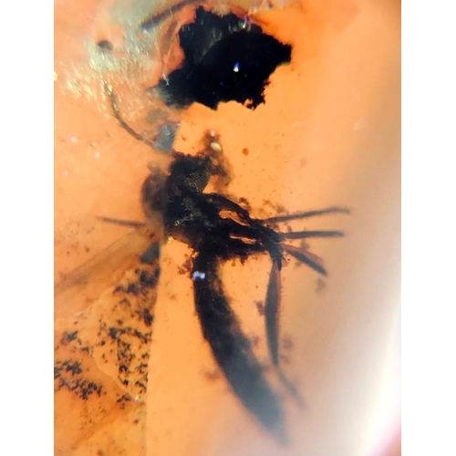 390A - A DINOSAUR AGE HAIR AND MOSQUITO IN CRETACEOUS BURMESE AMBER MYANMAR FOSSIL.
(1.19g). 90-105 Million... 