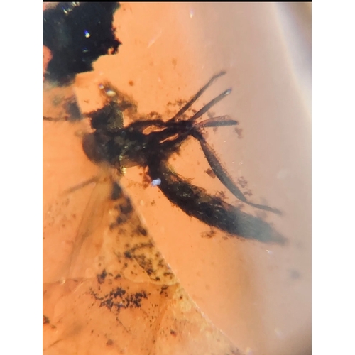 390A - A DINOSAUR AGE HAIR AND MOSQUITO IN CRETACEOUS BURMESE AMBER MYANMAR FOSSIL.
(1.19g). 90-105 Million... 