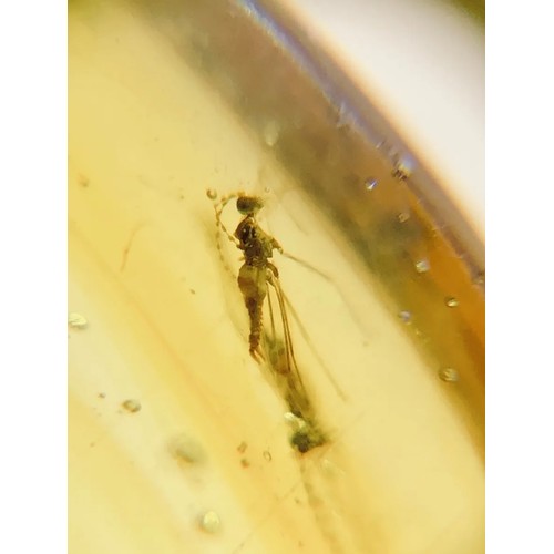 386A - TWO DINOSAUR AGE FLYS IN CRETACEOUS BURMESE AMBER MYANMAR FOSSIL.
(0.51g). 90-105 Million years old ... 