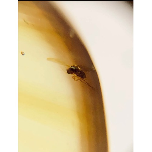 386A - TWO DINOSAUR AGE FLYS IN CRETACEOUS BURMESE AMBER MYANMAR FOSSIL.
(0.51g). 90-105 Million years old ... 