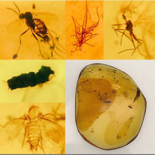 385A - TWO DINOSAUR AGE MOSQUITOS AND A HAIR IN CRETACEOUS BURMESE AMBER MYANMAR FOSSIL.
(1.29g). 90-105 Mi... 