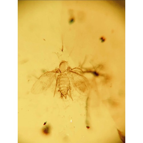 385A - TWO DINOSAUR AGE MOSQUITOS AND A HAIR IN CRETACEOUS BURMESE AMBER MYANMAR FOSSIL.
(1.29g). 90-105 Mi... 