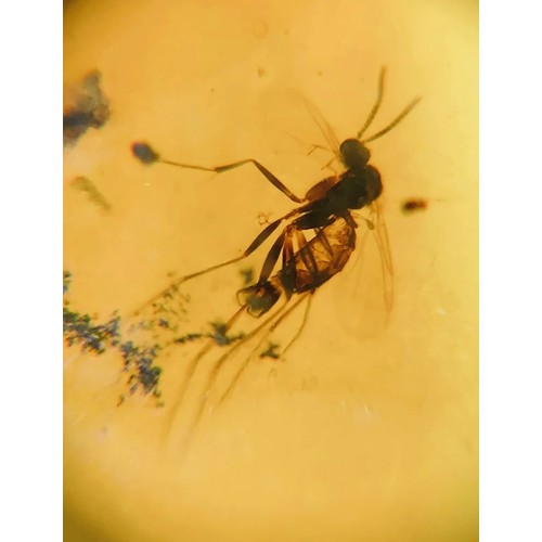 385A - TWO DINOSAUR AGE MOSQUITOS AND A HAIR IN CRETACEOUS BURMESE AMBER MYANMAR FOSSIL.
(1.29g). 90-105 Mi... 