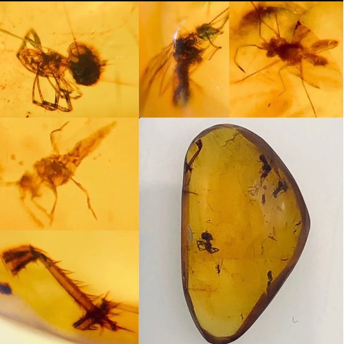 379A - A DINOSAUR AGE SPIDER AND FOUR INSECTS IN CRETACEOUS BURMESE AMBER MYANMAR FOSSIL.
(0.51g). 90-105 M... 