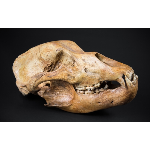 195A - A CAVE BEAR SKULL (URSUS SPELAEUS), AUSTRIA.

The cave bear was a prehistoric species of bear that l... 