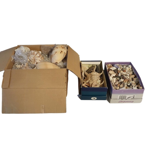 253 - A LARGE COLLECTION OF SEASHELLS
To include a collection of large shells and a box of smaller shells.... 