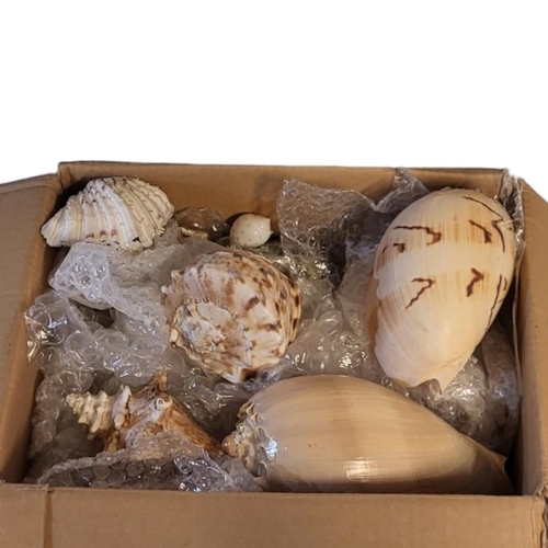 253 - A LARGE COLLECTION OF SEASHELLS
To include a collection of large shells and a box of smaller shells.... 