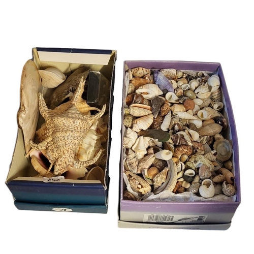 253 - A LARGE COLLECTION OF SEASHELLS
To include a collection of large shells and a box of smaller shells.... 