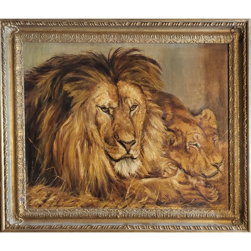 488 - E. SURUEES, A MID 20TH CENTURY CONTINENTAL SCHOOL OIL ON CANVAS
Study of African safari lion and lio... 