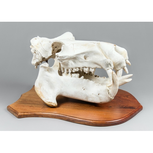 A HIPPOPOTAMUS SKULL WALL MOUNT (HIPPOPOTAMUS AMPHIBIUS). Upper and ...