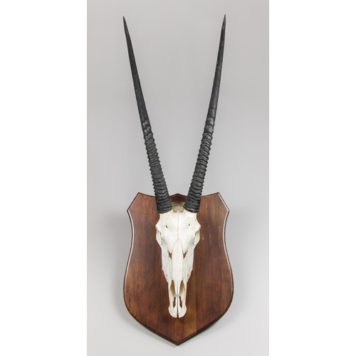 10 - A GEMSBOK SKULL AND HORNS SET UPON A HARDWOOD SHIELD (ORYX GAZELLA).
(h 134cm x w 47cm)