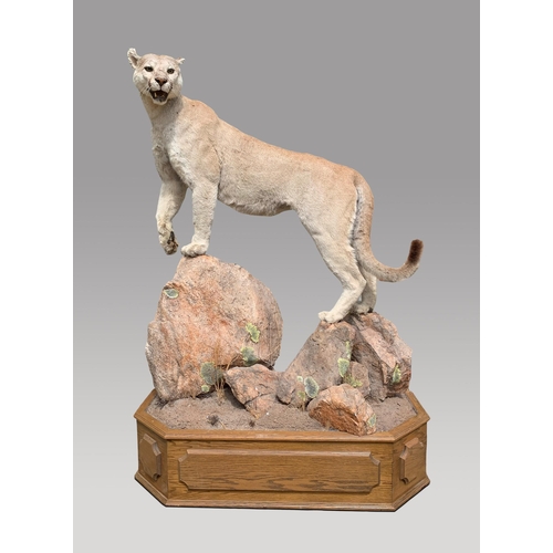 105 - A TAXIDERMY FULL MOUNT PUMA UPON A NATURALIST BASE (PUMA CONCOLOR).
Puma detachable from base. Base ... 